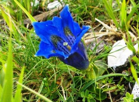 Gentiana dinarica / Genziana dell''Appennino